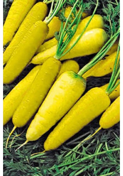 Solar Yellow Sarı Havuç Tohumu 150+ Tohum N11399