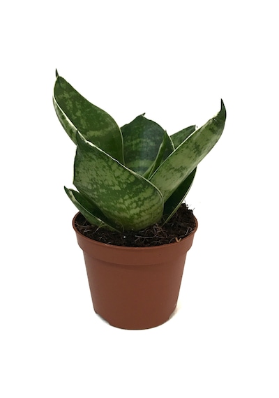 Sansevieria 'green Hahnii' Paşa Kılıcı Ø5,5 Cm H0-10 Cm