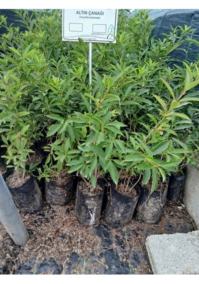 Tüplü Altın Çanağı Fidanı Forsythia Intermedia - Sarı Çiçekli Erken Bahar Açan Süs Çalısı