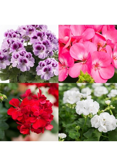 4lü Set Sardunya Çiçeği Fidanı 15-30cm Saksılı Pelargonium Flower