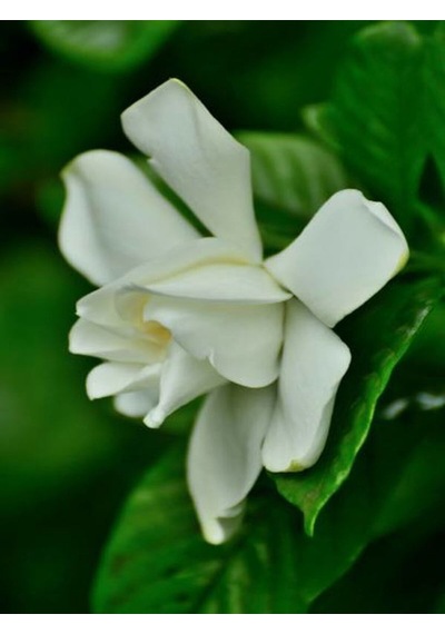 Videolu 1 Adet Kokulu Gardenya Çiçeği 20-30 Cm Saksılı Çiçekli Bodur Bitkiler Gardenia