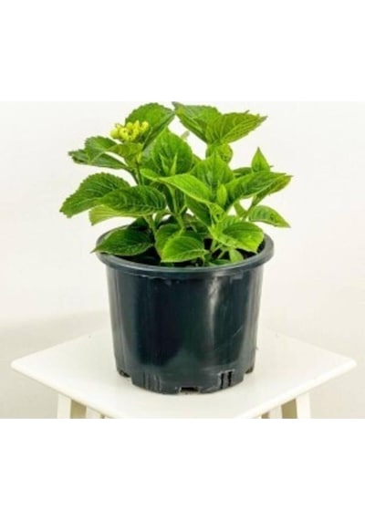Mavi Ortanca Çiçeği Fidanı10-20 Cm