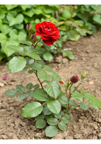 Videolu Kırmızı Ve Pembe Gül Fidanı 2 Adet Yediveren Saksılı 20-40 Cm Pink And Red Rose Sapling