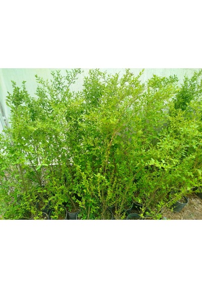 Ligustrum Sinense 5 Adet 100-120 Cm Çiçek Açan Çit Bitkisi
