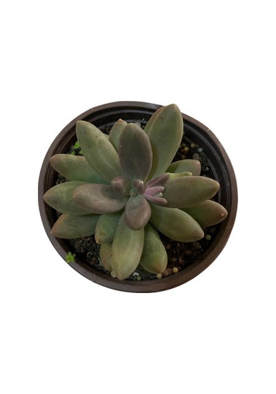 Pachyphytum Fitkai (Sukulent) Ø12 CM Y15-20 CM