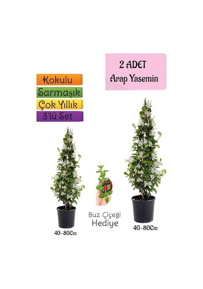 Kokulu 2 Adet Arap Yasemini Fidanı Saksılı+buz Çiçeği 3'lü Peyzaj Seti