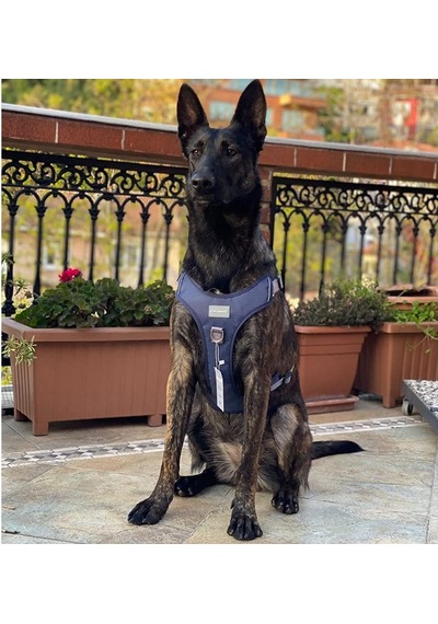 Cool Walk Premium Köpek Göğüs Tasması S Çok Renkli