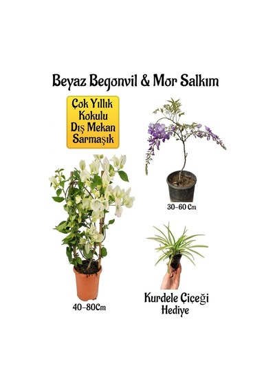 Beyaz Begonvil Çiçeği+mor Salkım Ağacı Fidanı Kurdele Çiçeği Bahçe Peyzaj Seti