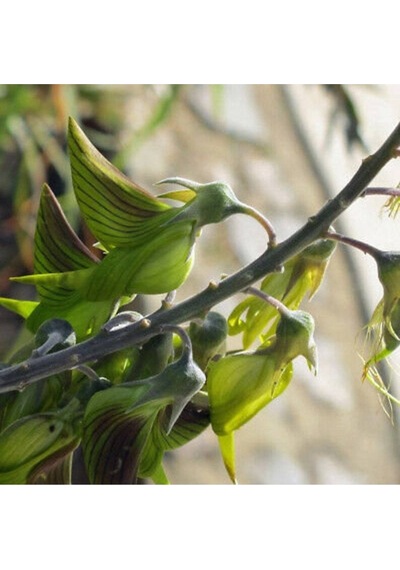 10 Adet Regal Bird Flower Tohumu
