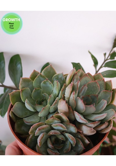 Echeveria Pink Edge 1 Adet