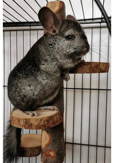 Çevre Dostu Chinchilla Standı Ve Kuş Oyuncağı - Çok Amaçlı Bite Dayanıklı Levrek Standı