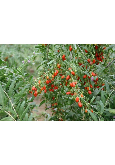 Goji Berry Tohumu Lycium Barbarum Seeds