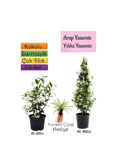 Kokulu Arap Yasemini+yıldız Yasemin Fidanı+kurdele Çiçeği Hediye 3'lü Peyzaj Seti