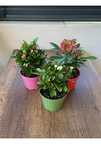 Thebestonline Euphorbia Milii - 3'lü Dikenler Tacı Set