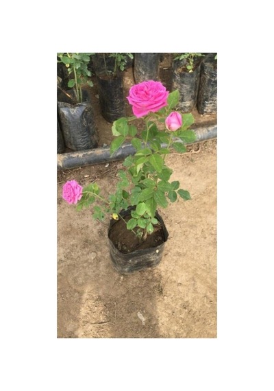Bol Kokulu Gerçek Isparta Gülü Fidanı 10-20 Cm