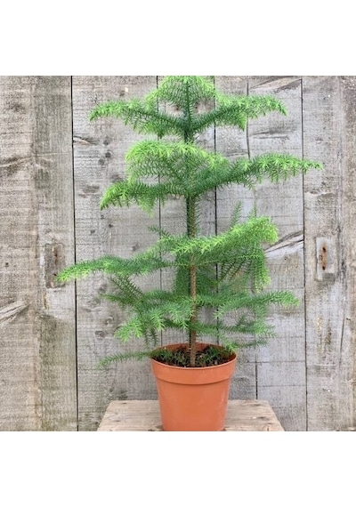 Arokarya Çamı Salon Çamı 80 Cm 2 Adet