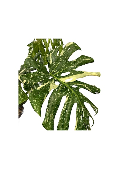 Monstera Deliciosa 'Thai Constellation' (Deve Tabanı) Ø19 CM Y90-100 CM