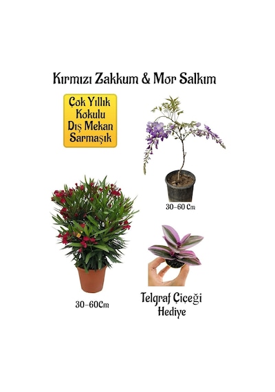 Kırmızı Zakkum Fidanı+mor Salkım Ağacı Fidanı Telgraf Çiçeği Bahçe Peyzaj Seti