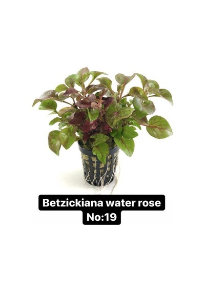 Betzickiana Water Rose No:19