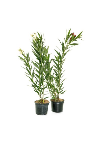 Videolu Zakkum Fidanı 2 Adet Pembe-beyaz Saksılı/tüplü 70-100cm Dış Mekan Oleanders