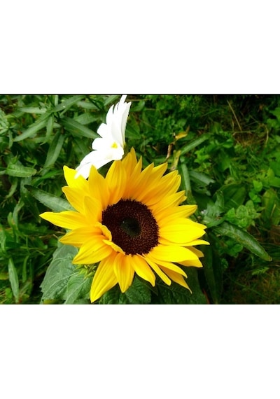 Süs Ayçiçeği Tohumu 10+ Tohum N116798