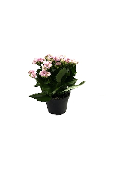 Kalanchoe Calandiva 'Pink' (Kalanşo Çiçeği) Ø10,5 CM Y15-20 CM