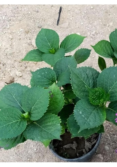 Fuşya Canlı Çiçek Ortanca Pembe Hydrangea Macrophylla 10-20 Cm