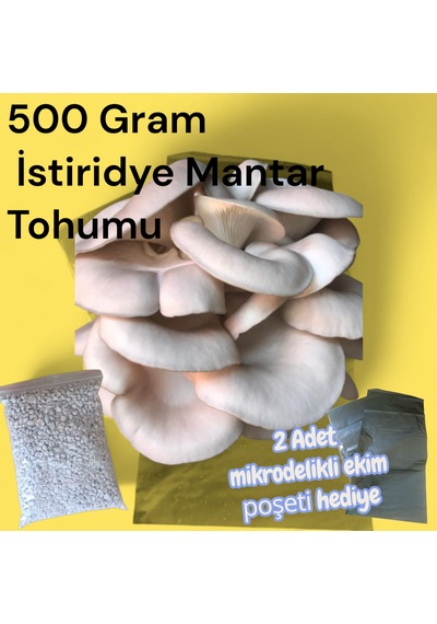 500 Gram İstiridye Mantar Tohumu 1 adet
