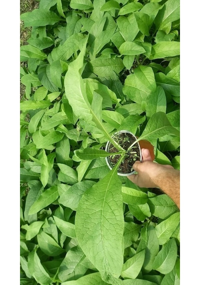 Karakafes Otu Symphytum Officinale 10 Adet