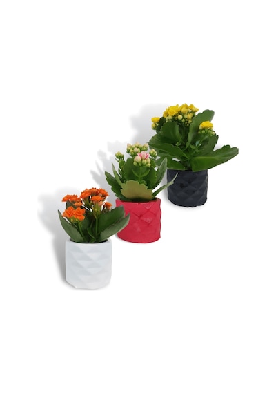Kalanchoe 3'lü Set | Dekoratif Saksıda