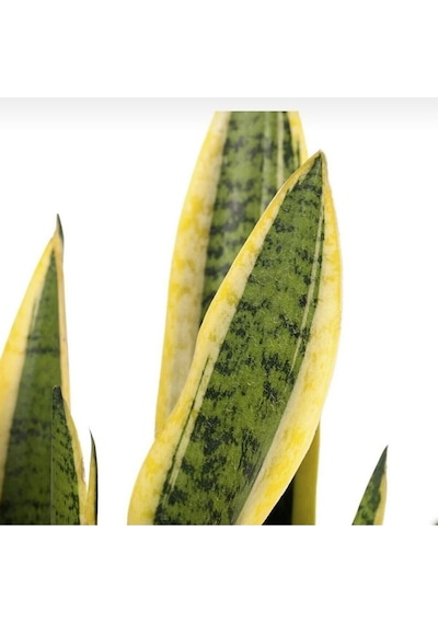 Sarı Çizgili Paşa Kılıcı Sansevieria 10-20 Cm