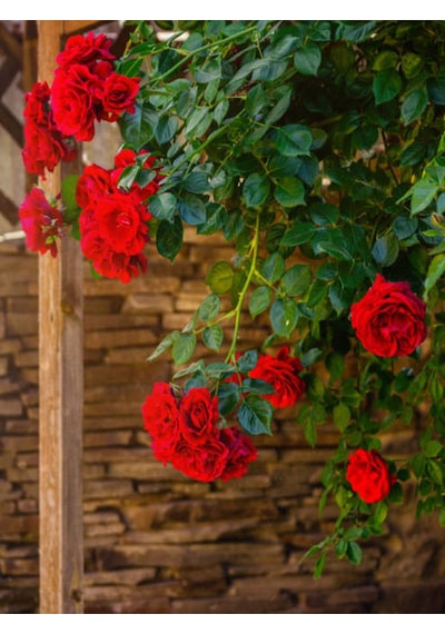 Videolu Kırmızı Sarmaşık Gül Fidanı 100-130 Cm Tüplü Dış Mekan Sarmaşık Red Climbing Rose Bush