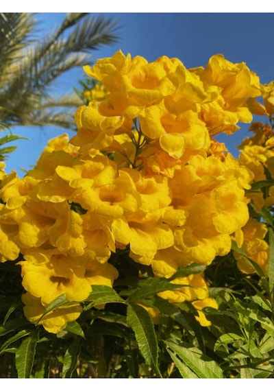 Sarı Acem Borusu Sarmaşık Borazan Çiçeği Fidanı Saksılı 1 Adet 30-60 Cm Trumpet Vine
