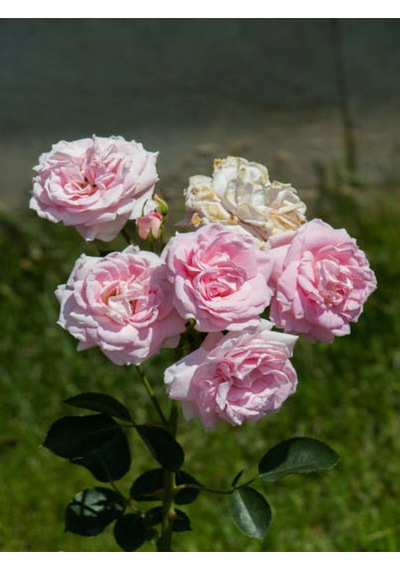 Videolu Pembe Yediveren Kokulu 40 70 Cm 2 Adet Saksılı Aşılı Gül Gül Pink Rose