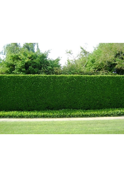 Yeşil Mazı 20 Adet / 30-50 Cm Çit Bitkisi Thuja Orientalis