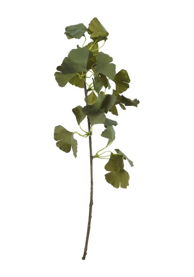 Pasabahce Ginkgo 75 Cm Yeşil - 1 Adet