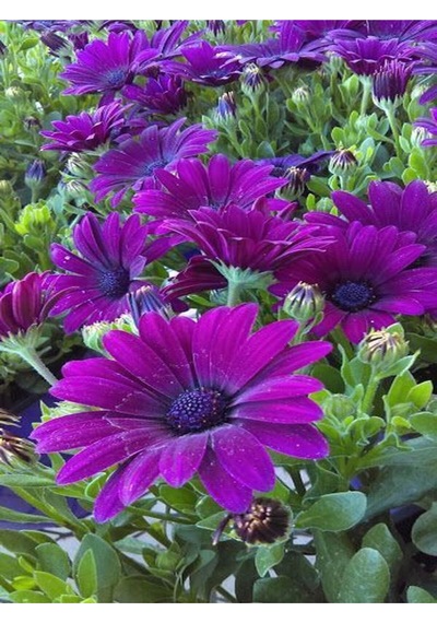 Mor Bodrum Papatyası Çiçeği 1 Adet Saksılı 20-40cm Teras Bitkisi Dimorphotheca Ecklonis