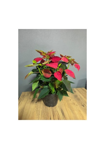 Atatürk Çiçeği Ponsetia Q17 Cm Saksı 40-50 Cm Boy - 914249334