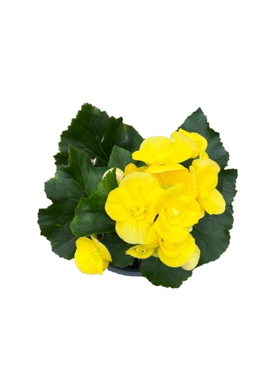 Begonia Elatior 'yellow' Katmerli Begonya