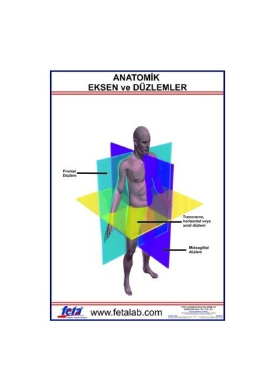 Anatomik Eksen ve Düzlemleri Gösteren Eğitim Plakası