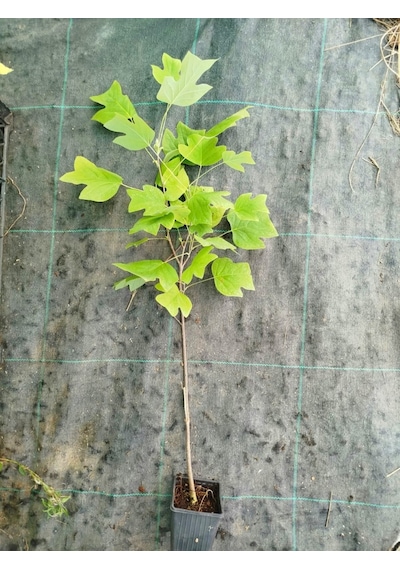 Lale Ağacı Fidanı - 2 Yaş Saksılı Liriodendron Tulipifera