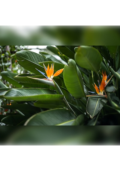 Starliçe Cennet Kuşu Strelitzia 100-120cm