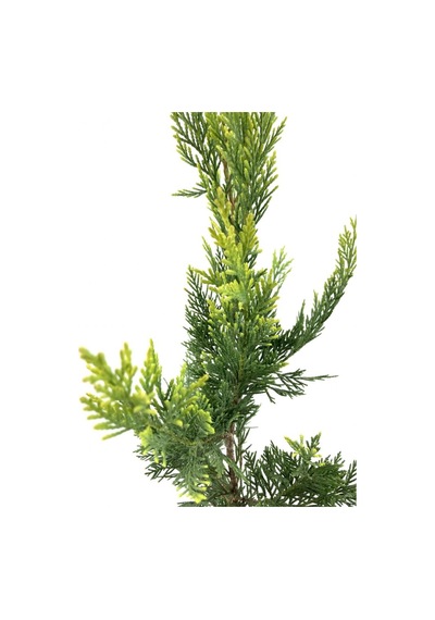 Cupressocyparis Leylandii Leylandi Çam Fidanı 60-100 Cm