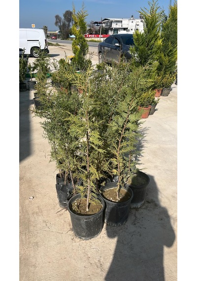 Leylandi Fidanı - Cupressocyparis Leylandii