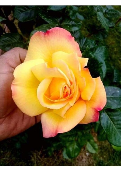 Aşılı Gül Fidanı Kayısı Somon Renk 15-25 Cm