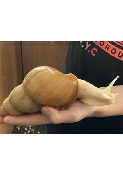 Dev Afrika Salyangozu ( Fulica Albino ) 1 Adet nohut boyu