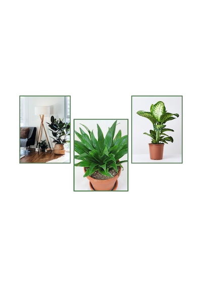 Kauçuk & Draceana Compacta & Difenbahya