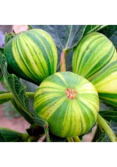 Bahçevilya Sarı-yeşil Çizgili Çilek Aromalı İncir Ağacı Fidanı