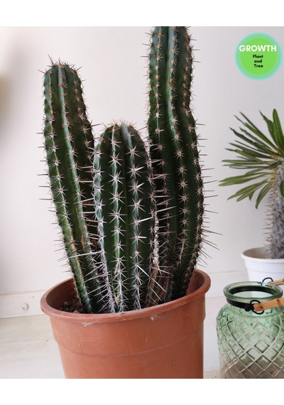 Abarginum Kaktüs 43cm 1 Adet
