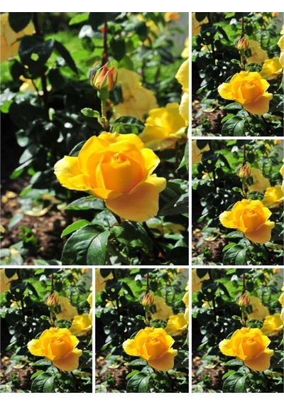 Videolu Landora Gül Sarı Renkli 30 60 Cm 1 Adet Saksılı Aşılı Gül Fidanı Yellow Rose